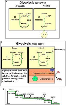 From rags to riches: Lactate ascension as a pivotal metabolite in neuroenergetics